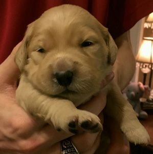 Meet your Posher, Abby